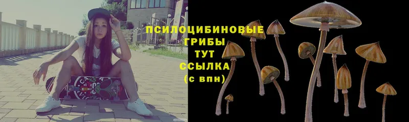 блэк спрут   Каменск-Шахтинский  Псилоцибиновые грибы Magic Shrooms 